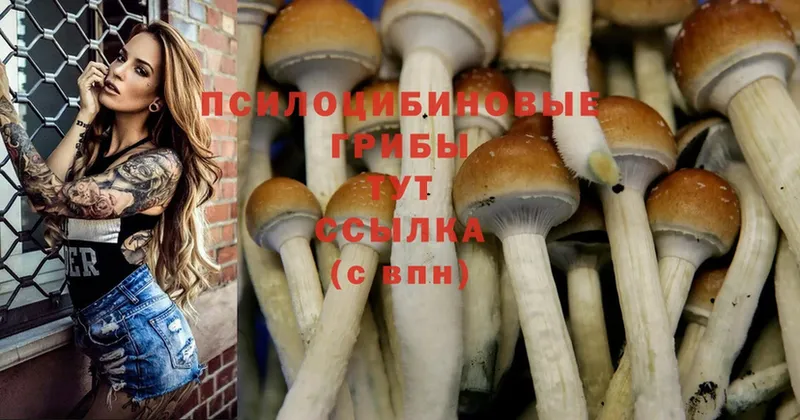 Псилоцибиновые грибы Cubensis  Кимовск 